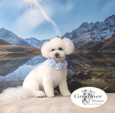 Groomer Vision - psi fryzjer Kraków